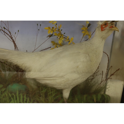 1313 - A glazed case taxidermy pheasant. 72cm wide, 50cm tall overall