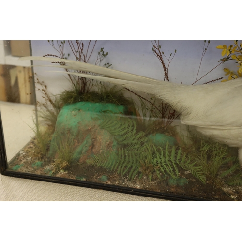 1313 - A glazed case taxidermy pheasant. 72cm wide, 50cm tall overall