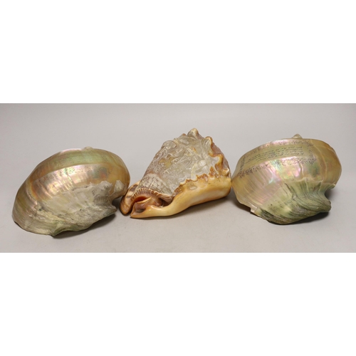 1369 - A 19th century Italian conch shell, engraved with grape picking and a town view, and a pair of 19th ... 