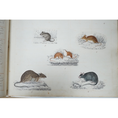 1412 - An early 19th century sketch book - wild birds and flowers, all indexed and described