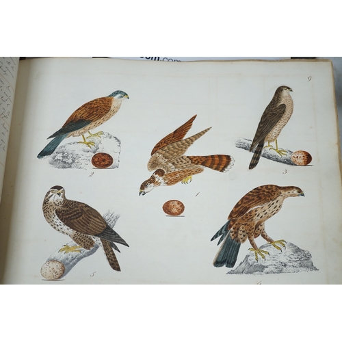 1412 - An early 19th century sketch book - wild birds and flowers, all indexed and described