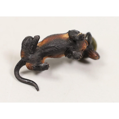 1545 - An Austrian cold painted bronze of a seated Dachshund wearing a hat