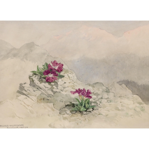 1688 - Frank Galsworthy (1863-1959), watercolour, 'Primula Wulfeniana', signed and dated 1934, 26 x 36cm an... 