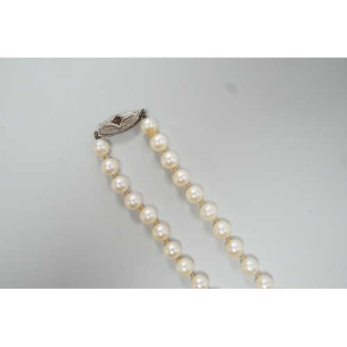 1924 - A Mikimoto single strand cultured pearl necklace, with sterling clasp, 48cm, with Mikimoto pouch.... 