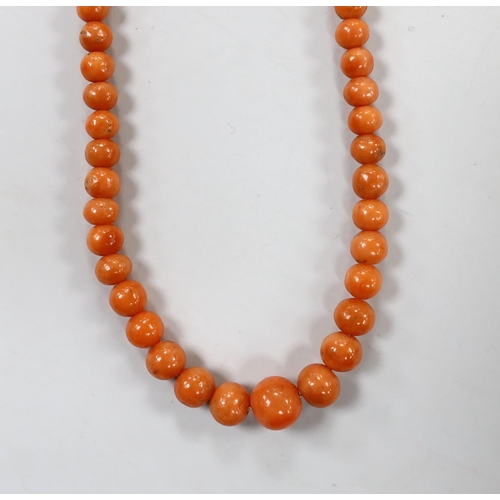 1940 - A small single strand graduated coral bead necklace, with gilt metal clasp, 35cm, gross 12.3 grams.... 