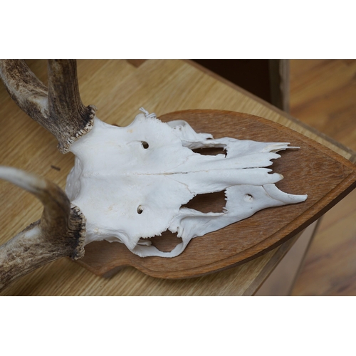 270 - A mounted pair of stag antlers, 96cms high