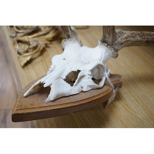 270 - A mounted pair of stag antlers, 96cms high