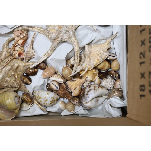 524 - A selection of various seashell specimens