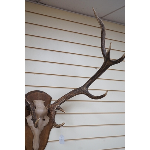 541 - A pair of mounted resin antlers