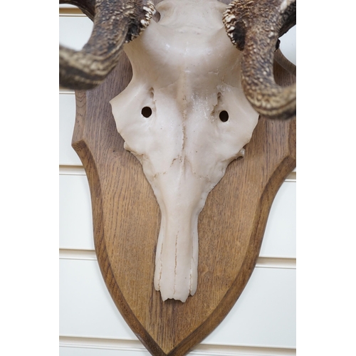 541 - A pair of mounted resin antlers