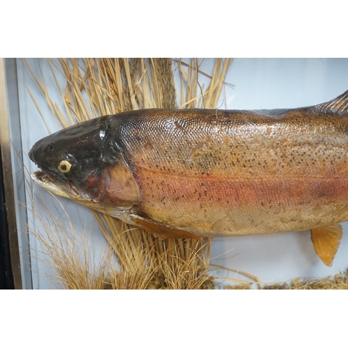 1025 - A cased taxidermic trout in glazed case, label reads TROUT 9lbs 4oz. Bala Lake Oct 12th 1941 case ... 