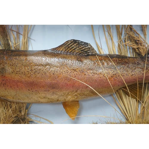 1025 - A cased taxidermic trout in glazed case, label reads TROUT 9lbs 4oz. Bala Lake Oct 12th 1941 case ... 