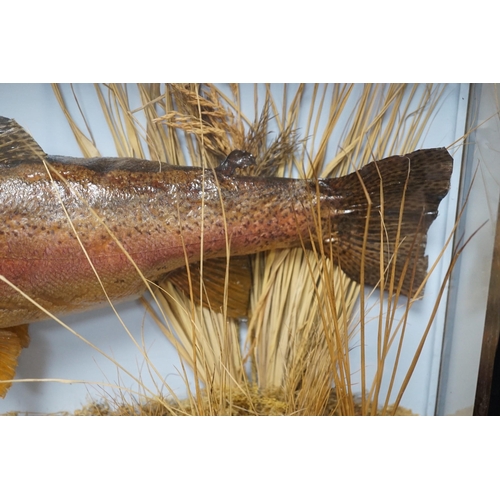 1025 - A cased taxidermic trout in glazed case, label reads TROUT 9lbs 4oz. Bala Lake Oct 12th 1941 case ... 