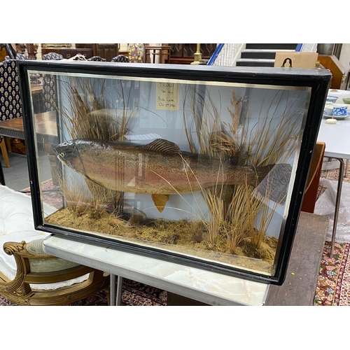 1025 - A cased taxidermic trout in glazed case, label reads TROUT 9lbs 4oz. Bala Lake Oct 12th 1941 case ... 