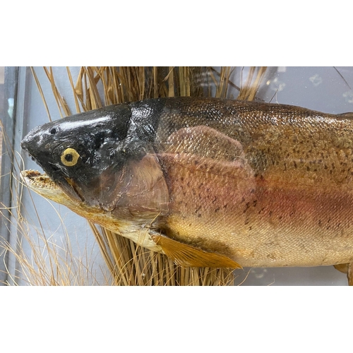 1025 - A cased taxidermic trout in glazed case, label reads TROUT 9lbs 4oz. Bala Lake Oct 12th 1941 case ... 