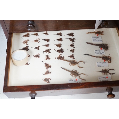 1395 - A 19th century miniature mahogany 4 drawer chest of taxidermic scorpions, 30cm tall