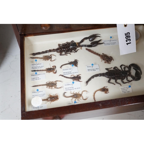 1395 - A 19th century miniature mahogany 4 drawer chest of taxidermic scorpions, 30cm tall