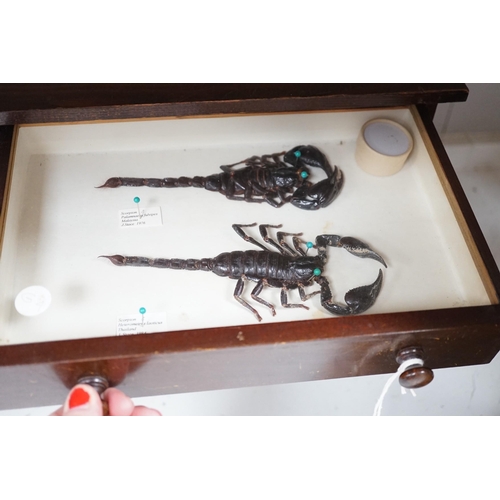 1395 - A 19th century miniature mahogany 4 drawer chest of taxidermic scorpions, 30cm tall