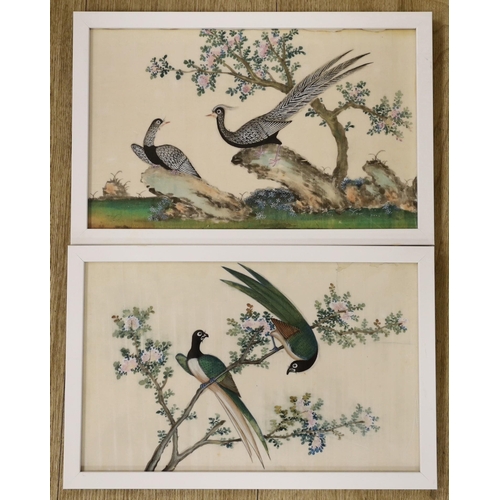 1661 - 19th Century Chinese School, two gouaches on pith paper, studies of birds, 19 x 30cm