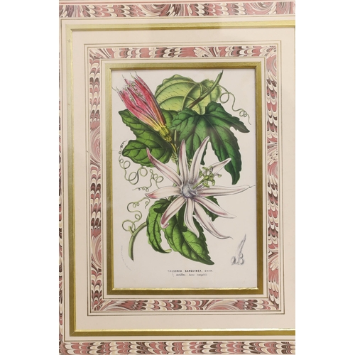 1723 - A set of four Victorian hand coloured lithographs of exotic garden flowers, 23 x 15cm