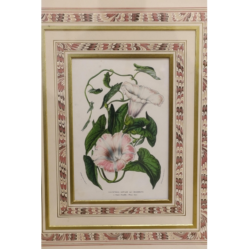 1723 - A set of four Victorian hand coloured lithographs of exotic garden flowers, 23 x 15cm