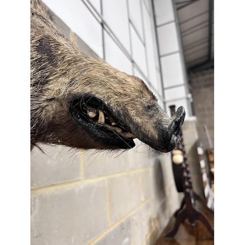 123 - A taxidermy boars head wall trophy on oak shield plaque, width 40cm, height 60cm