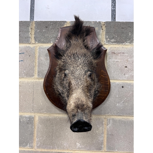 123 - A taxidermy boars head wall trophy on oak shield plaque, width 40cm, height 60cm