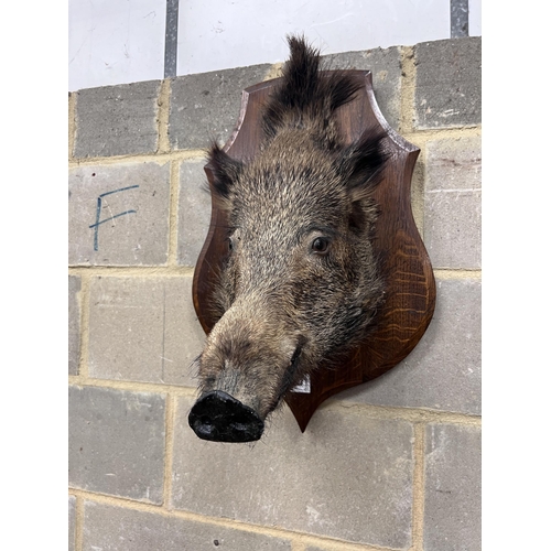 123 - A taxidermy boars head wall trophy on oak shield plaque, width 40cm, height 60cm