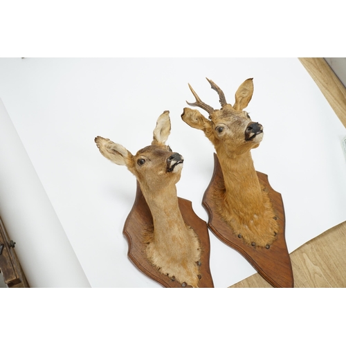 1330 - A pair of taxidermic deer heads mounted on shaped oak stands, 57cm high