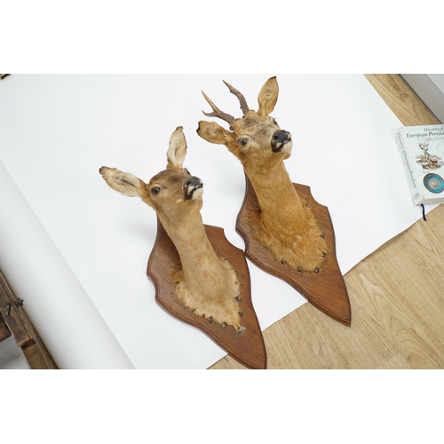 1330 - A pair of taxidermic deer heads mounted on shaped oak stands, 57cm high