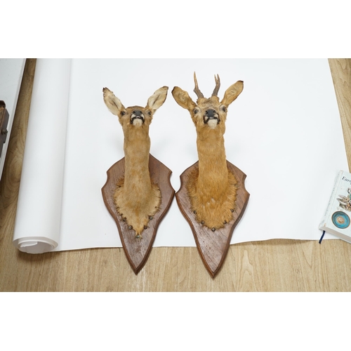 1330 - A pair of taxidermic deer heads mounted on shaped oak stands, 57cm high