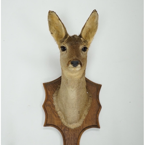 1337 - A taxidermic deer head with four hooves in the form of a coat hook, 80cm high