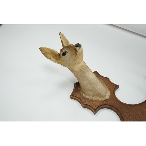 1337 - A taxidermic deer head with four hooves in the form of a coat hook, 80cm high