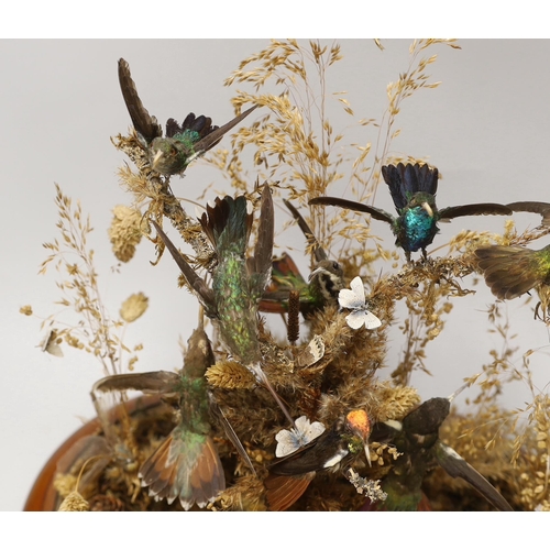 1383 - A Victorian taxidermic hummingbird group housed under a glass dome, 40cm high