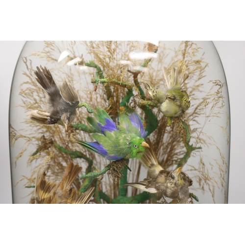 1446 - Taxidermy - A Victorian exotic bird group under a glass dome, 59cm high