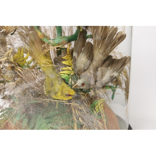 1446 - Taxidermy - A Victorian exotic bird group under a glass dome, 59cm high