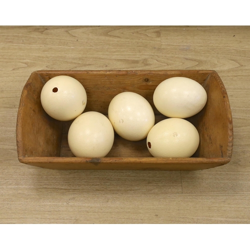 1504 - Five Ostrich eggs in a pine trough, 54cm long x 29.5 cm wide