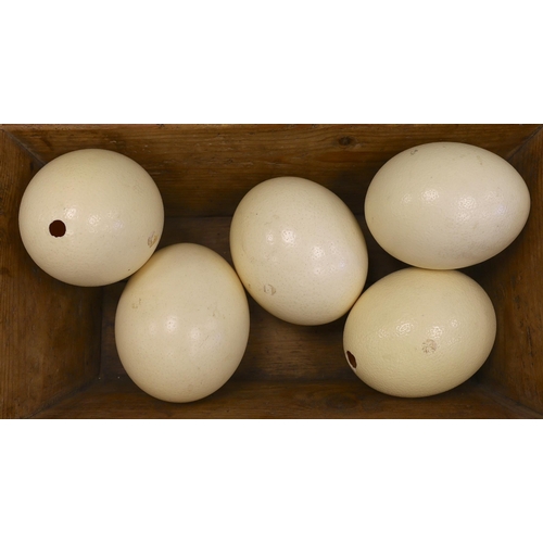 1504 - Five Ostrich eggs in a pine trough, 54cm long x 29.5 cm wide