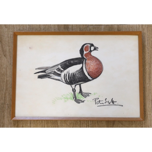 1725 - Sir Peter Markham Scott (1909-1989) pastel, Study of a Red Breasted Goose, signed, provenance detail... 