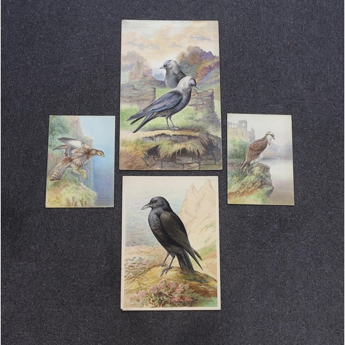 1747 - George Rankin (1864-1937) four watercolours on card, Raven, Jackdaws, Common Buzzard and Osprey, lar... 