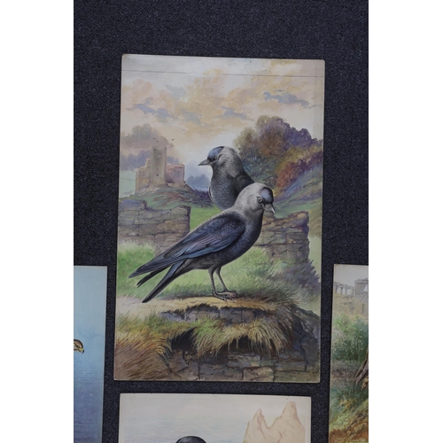 1747 - George Rankin (1864-1937) four watercolours on card, Raven, Jackdaws, Common Buzzard and Osprey, lar... 