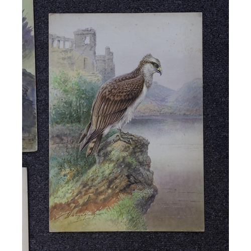 1747 - George Rankin (1864-1937) four watercolours on card, Raven, Jackdaws, Common Buzzard and Osprey, lar... 