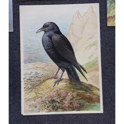 1747 - George Rankin (1864-1937) four watercolours on card, Raven, Jackdaws, Common Buzzard and Osprey, lar... 