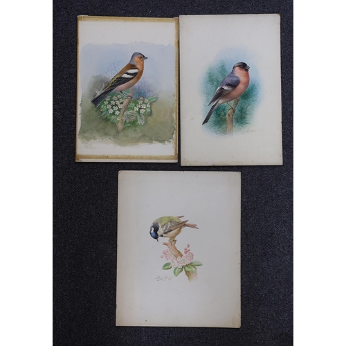 1748 - George Rankin (1864-1937) three watercolours on card, Chaffinch, Bullfinch and Coal Tit, largest 29 ... 