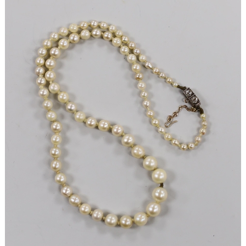 1949 - A single strand graduated cultured pearl necklace, with two stone diamond set yellow metal clasp, 37... 