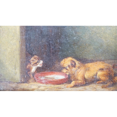 693 - Attributed to Edward Armfield (1817-1896), oil on wooden panel, Terrier and cat, 10 x 18cm