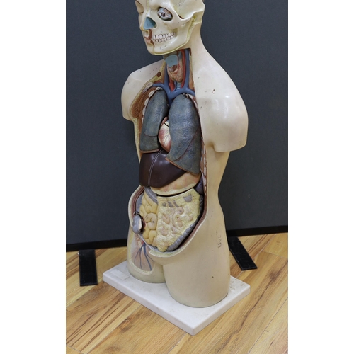 281 - A 1950s/60s medical school educational plastic and painted composite anatomical model on base by E.E... 