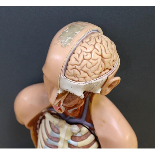 282 - A 1960s medical school educational plastic anatomical model, with removable internal organs and cros... 