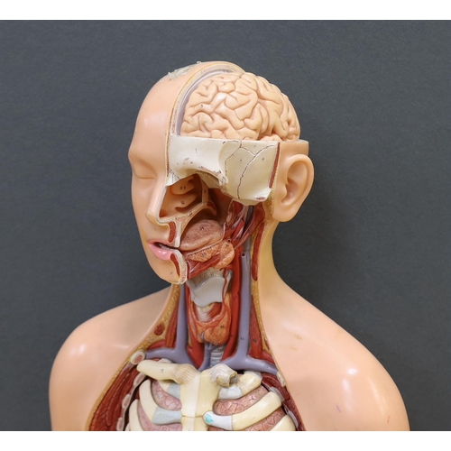 282 - A 1960s medical school educational plastic anatomical model, with removable internal organs and cros... 