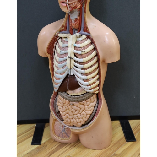 282 - A 1960s medical school educational plastic anatomical model, with removable internal organs and cros... 